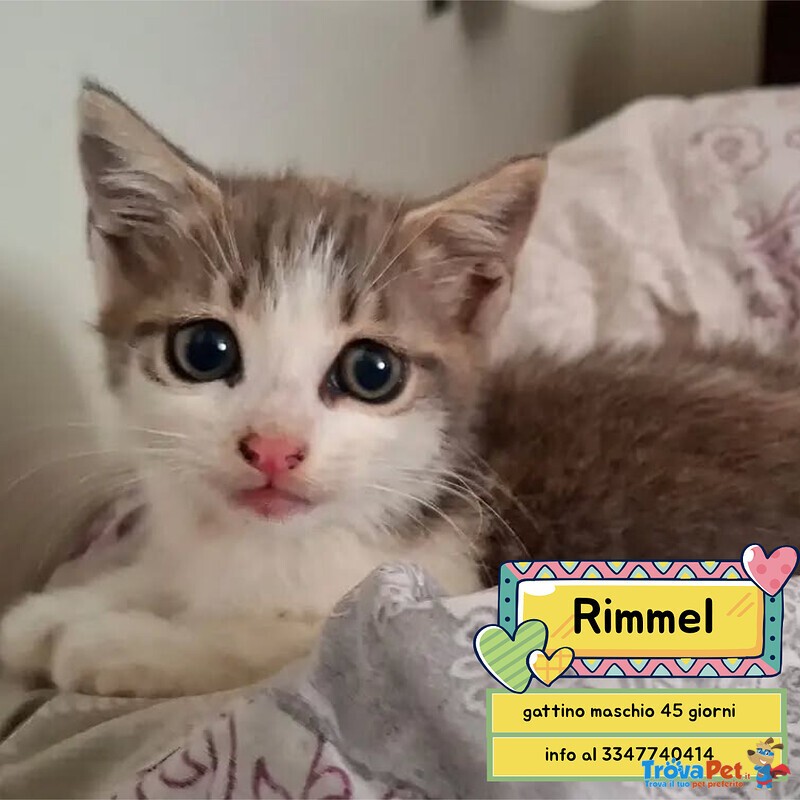 Rimmel Dolce Gattino Cerca casa - in Adozione - Foto n. 1