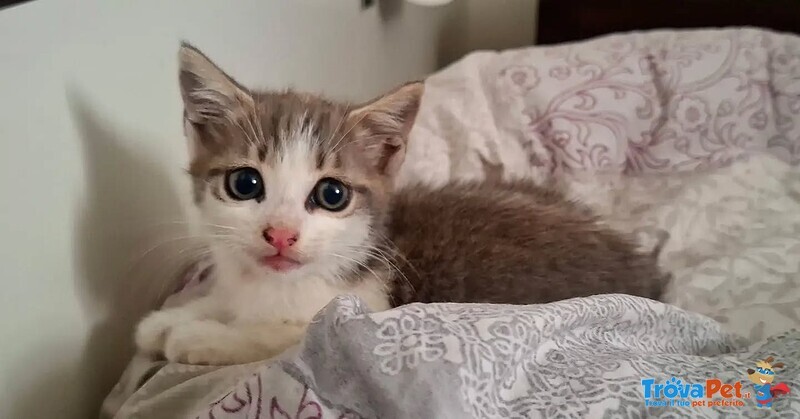 Rimmel Dolce Gattino Cerca casa - in Adozione - Foto n. 2