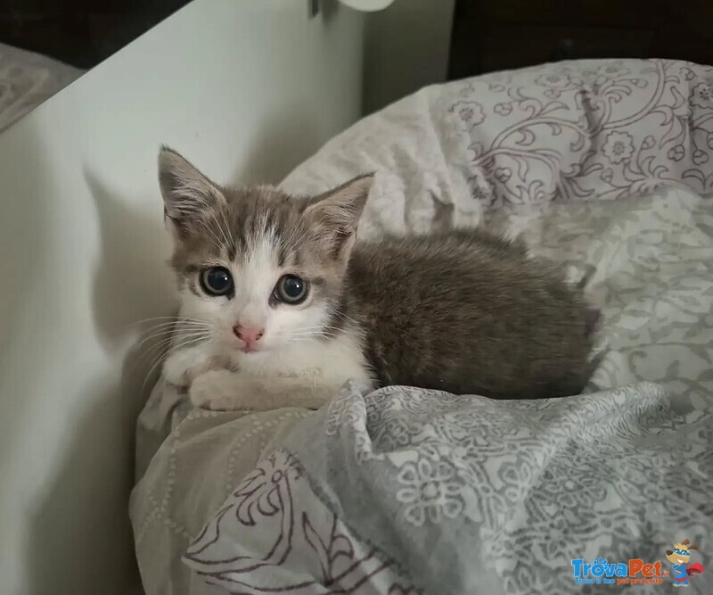 Rimmel Dolce Gattino Cerca casa - in Adozione - Foto n. 3
