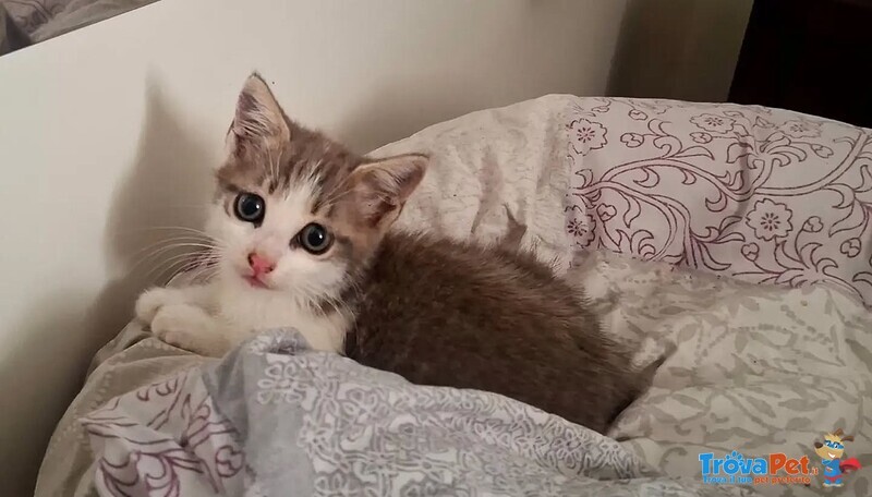 Rimmel Dolce Gattino Cerca casa - in Adozione - Foto n. 5