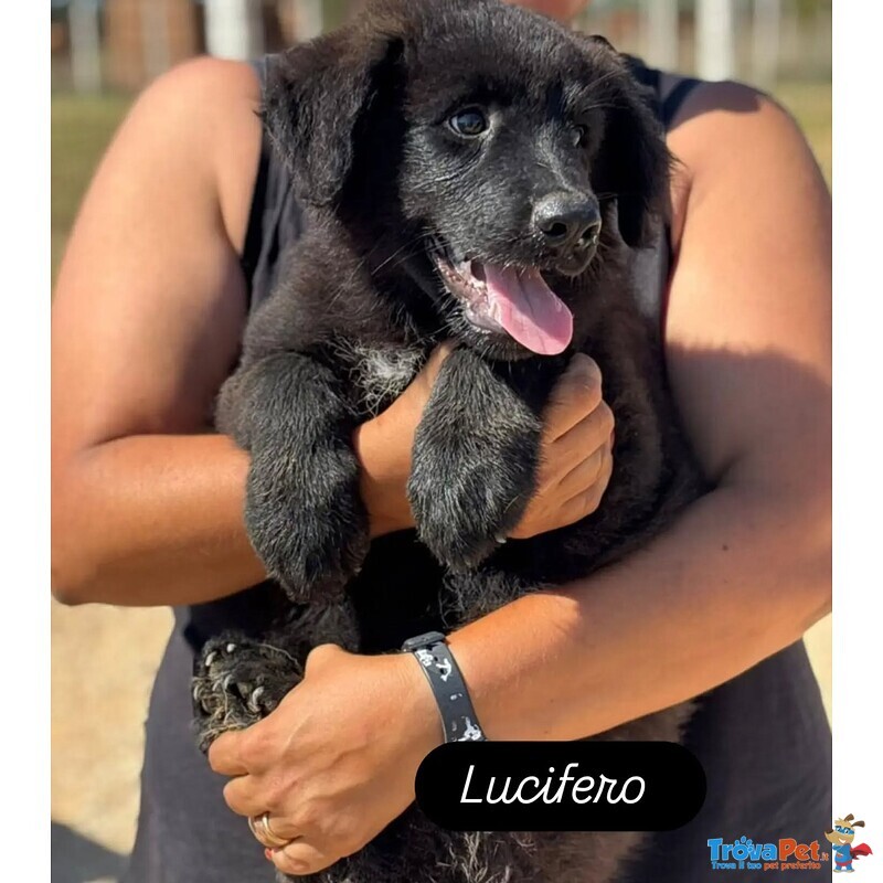 Lucifero Cucciolo mix Pastore del Caucaso Maremmano in Adozione a Latina - Foto n. 2