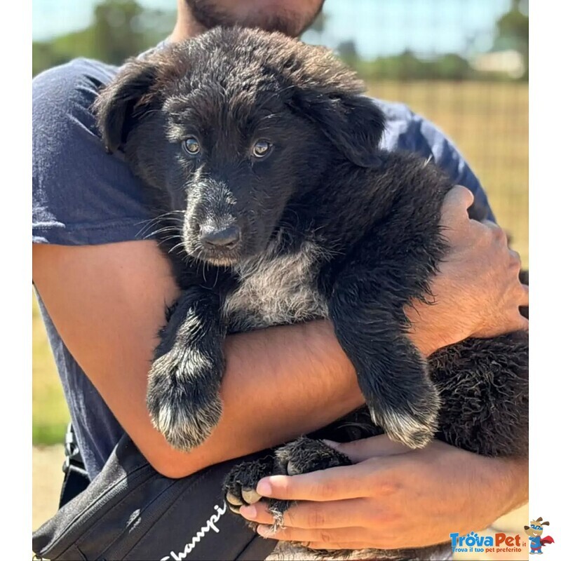 Oreo Cucciolo Cerca casa - mix Pastore del Caucaso Maremmano - in Adozione a Latina - Foto n. 2