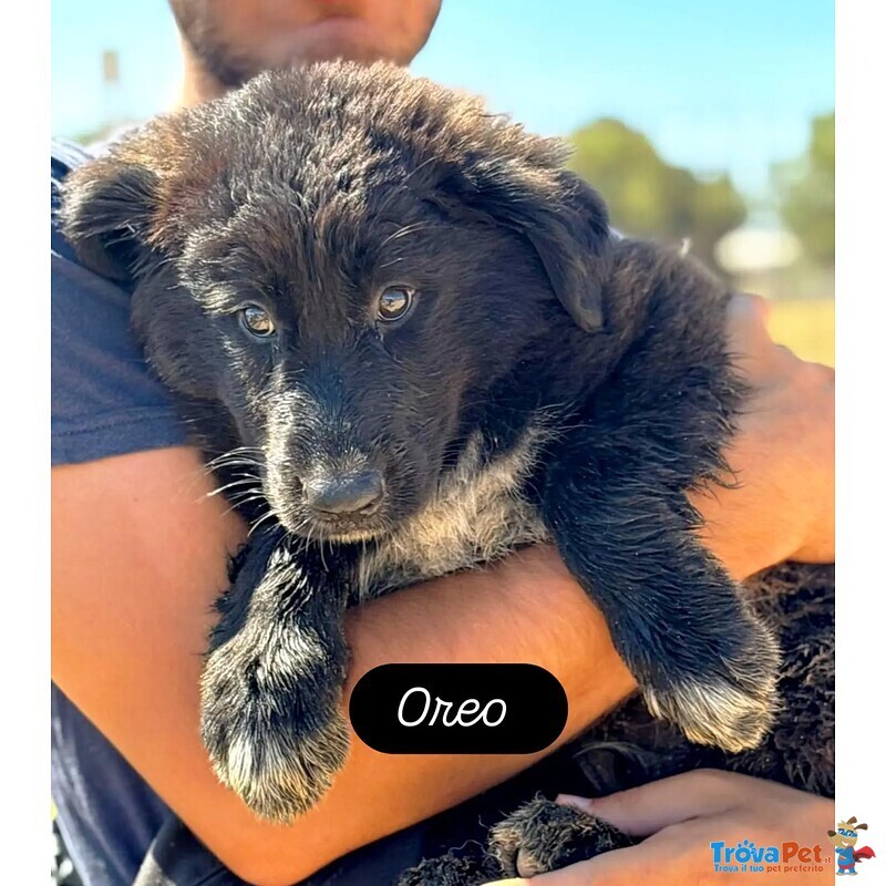 Oreo Cucciolo Cerca casa - mix Pastore del Caucaso Maremmano - in Adozione a Latina - Foto n. 3