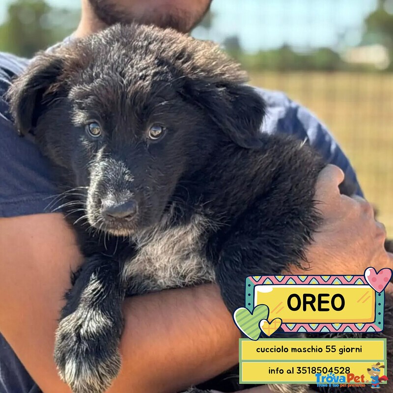 Oreo Cucciolo Cerca casa - mix Pastore del Caucaso Maremmano - in Adozione a Latina - Foto n. 1