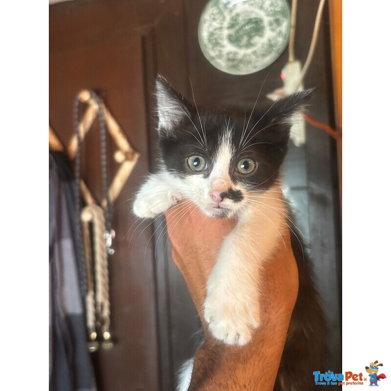 Michelino Gattino 2 mesi Bianco e nero Cerca casa - in Adozione - Foto n. 2