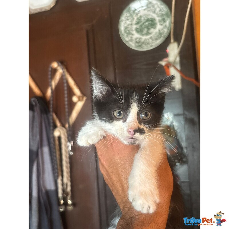 Michelino Gattino 2 mesi Bianco e nero Cerca casa - in Adozione - Foto n. 3