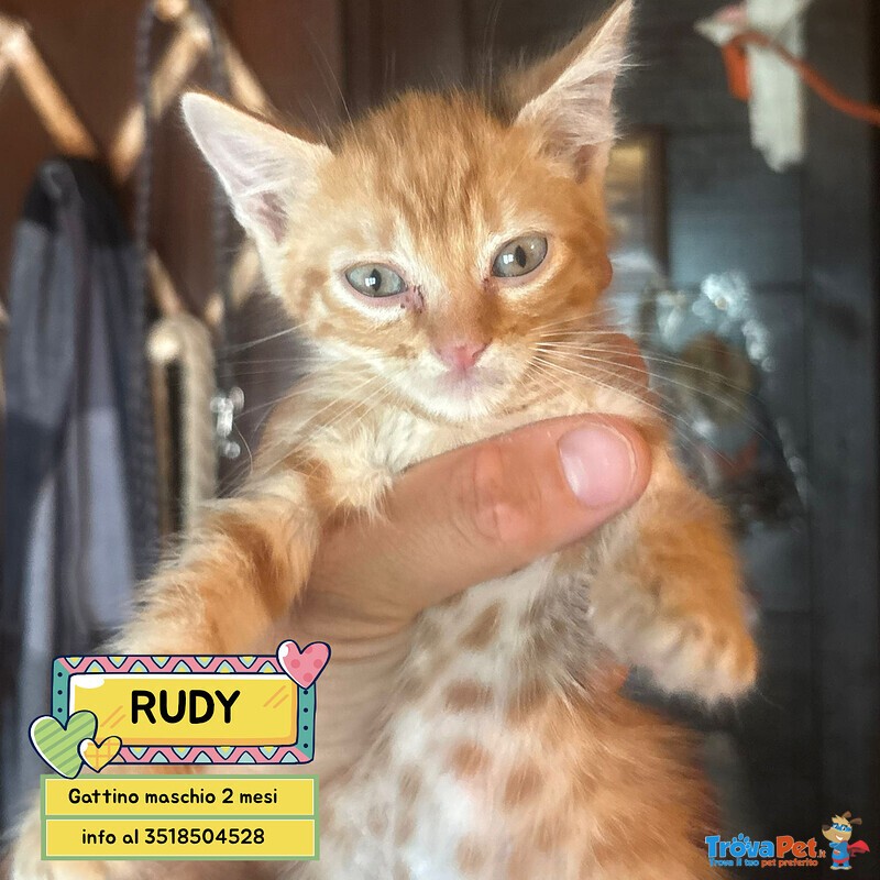 Rudy Dolce Gattino Rosso Cerca casa - Micino 2 mesi in Adozione - Foto n. 1