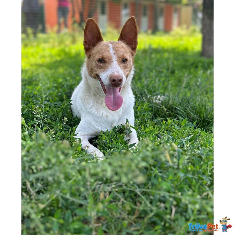 Scout Cagnolino Socievole - Foto n. 1