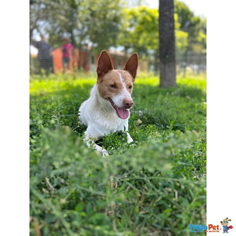 Scout Cagnolino Socievole - Foto n. 2