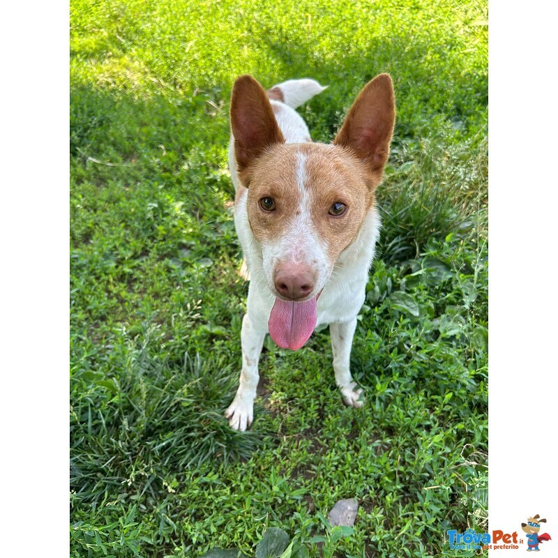 Scout Cagnolino Socievole - Foto n. 3