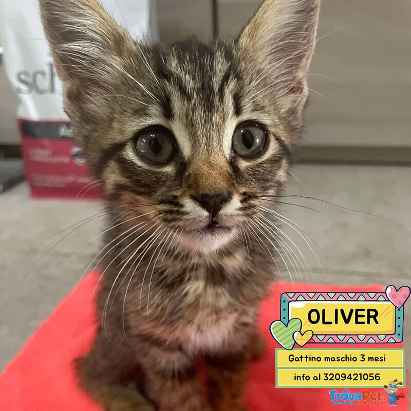 Oliver Dolce Gattino 3 mesi Cerca casa - in Adozione - Foto n. 1
