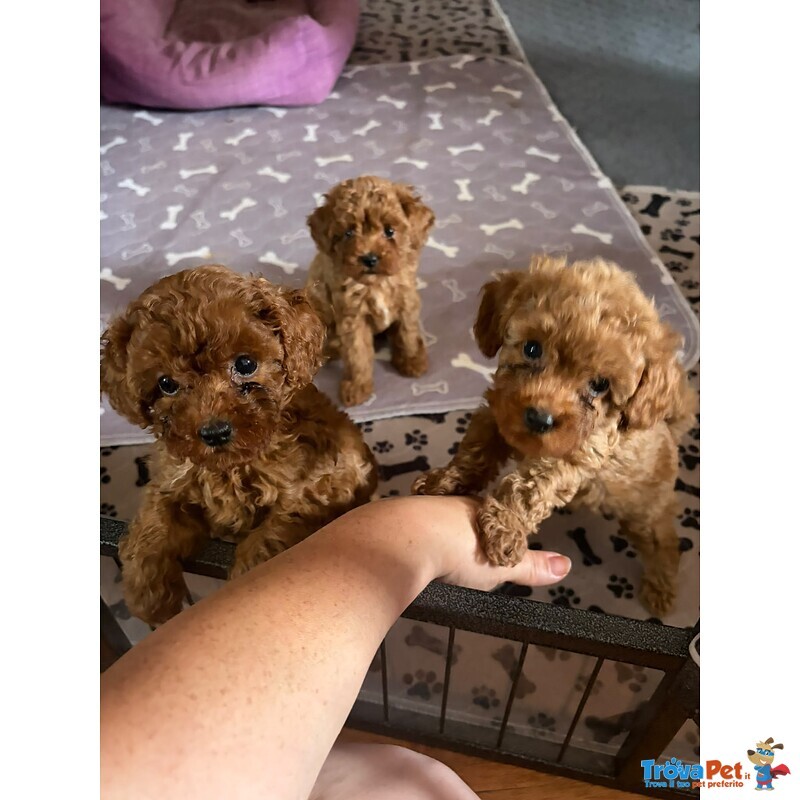 Cuccioli Barboncino Toy - Foto n. 1