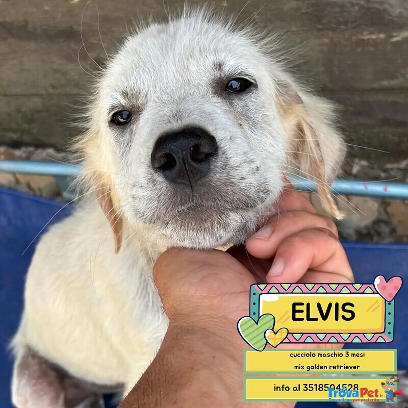 Elvis Cucciolo 3 mesi Incrocio Golden Retriever Cerca casa - in Adozione - Foto n. 1