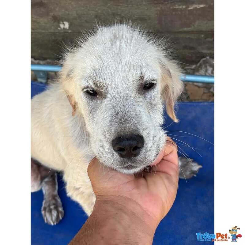 Elvis Cucciolo 3 mesi Incrocio Golden Retriever Cerca casa - in Adozione - Foto n. 2