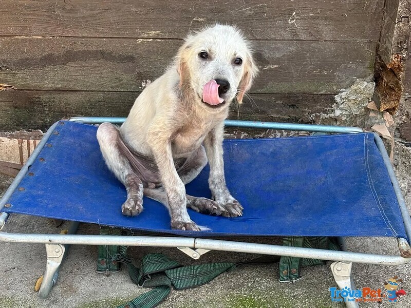 Elvis Cucciolo 3 mesi Incrocio Golden Retriever Cerca casa - in Adozione - Foto n. 3