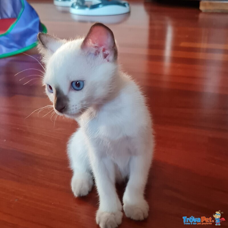Cucciole Femmine - Foto n. 4