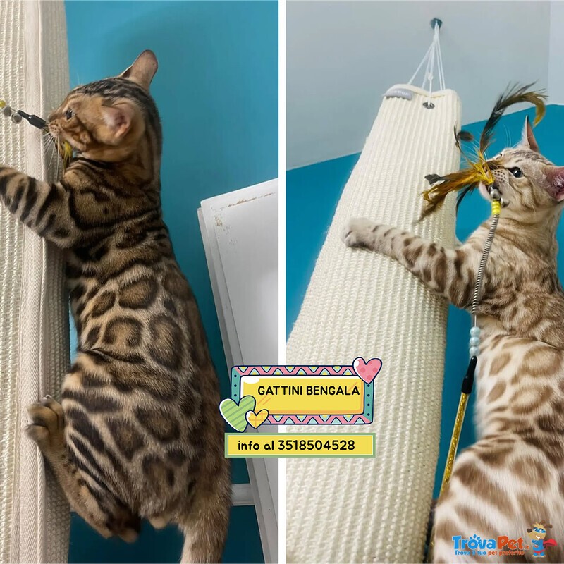 Gattini Maschi Bengala Cercano casa - Adozione di Coppia - Foto n. 1