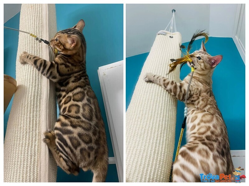 Gattini Maschi Bengala Cercano casa - Adozione di Coppia - Foto n. 2