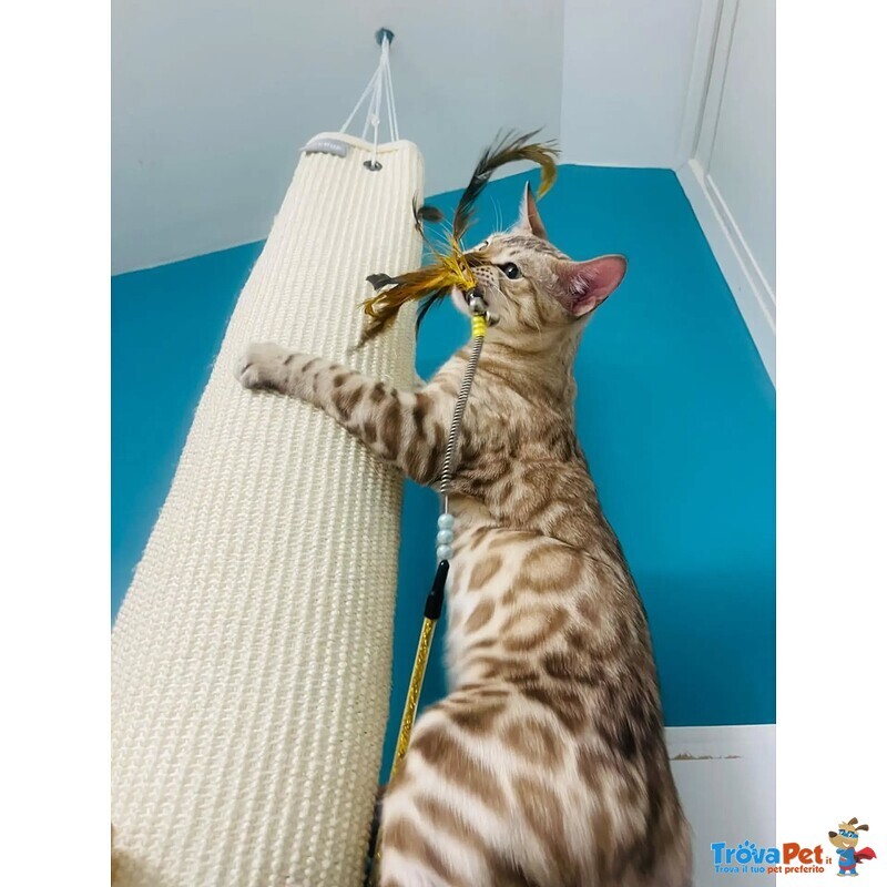 Gattini Maschi Bengala Cercano casa - Adozione di Coppia - Foto n. 3