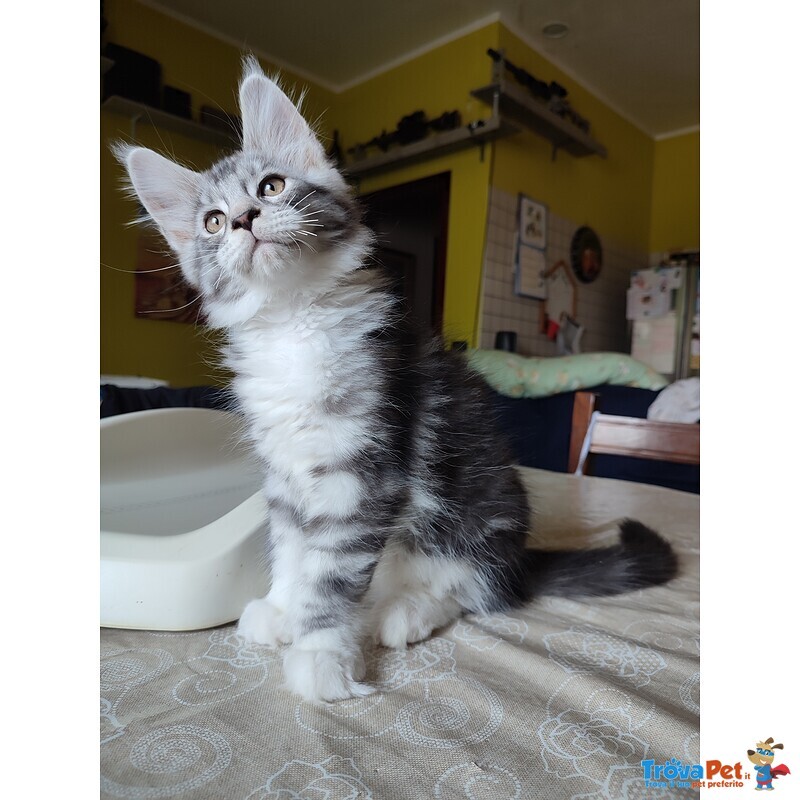 Meravigliosi Gattini Maine Coon - Foto n. 1