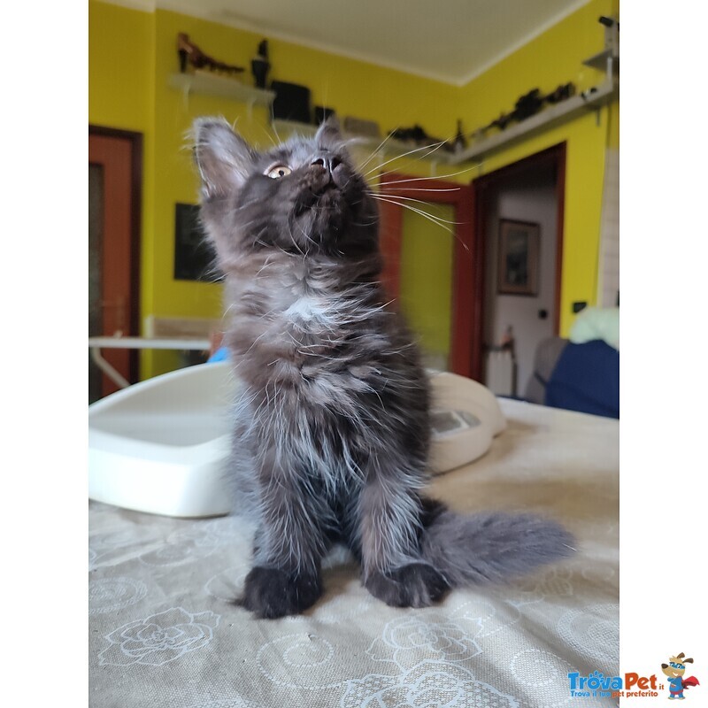 Meravigliosi Gattini Maine Coon - Foto n. 2