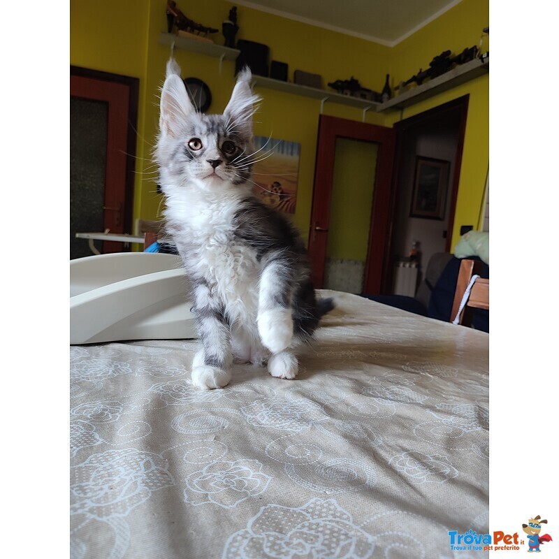 Meravigliosi Gattini Maine Coon - Foto n. 3