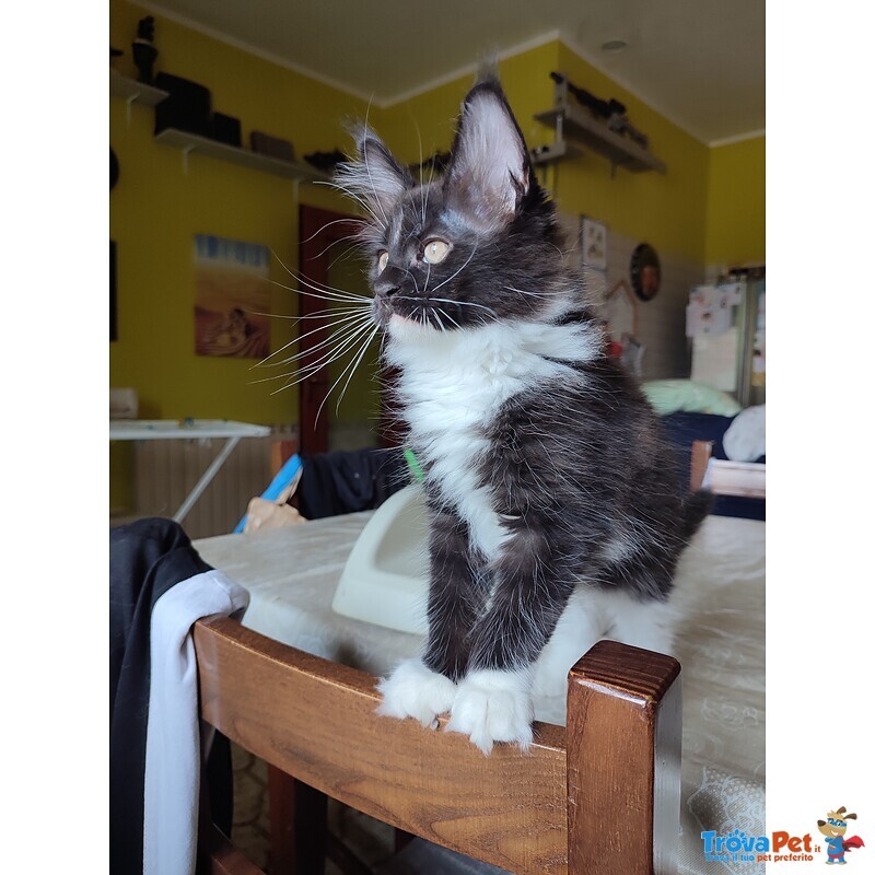 Meravigliosi Gattini Maine Coon - Foto n. 4