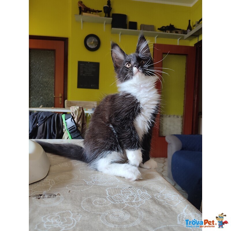 Meravigliosi Gattini Maine Coon - Foto n. 5