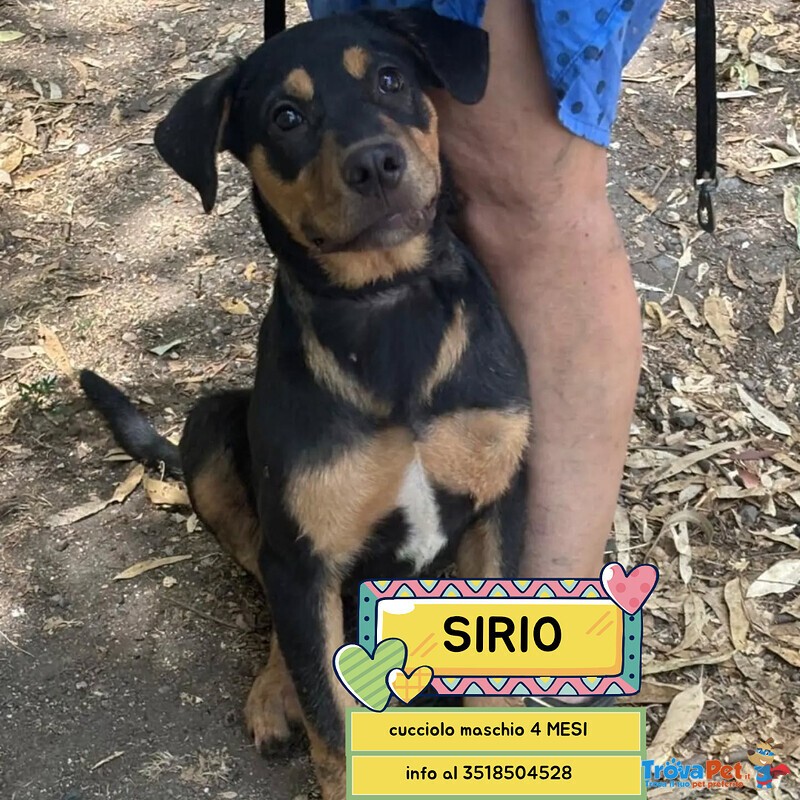 Sirio Cucciolo 4 mesi Cerca casa - mix Rottweiler cane Corso - Foto n. 1