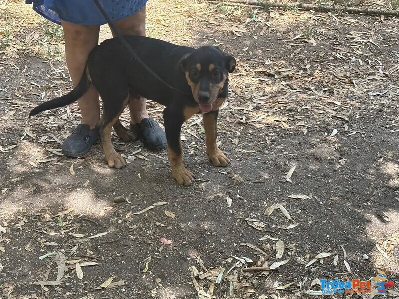 Sirio Cucciolo 4 mesi Cerca casa - mix Rottweiler cane Corso - Foto n. 2