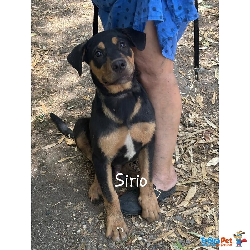 Sirio Cucciolo 4 mesi Cerca casa - mix Rottweiler cane Corso - Foto n. 3
