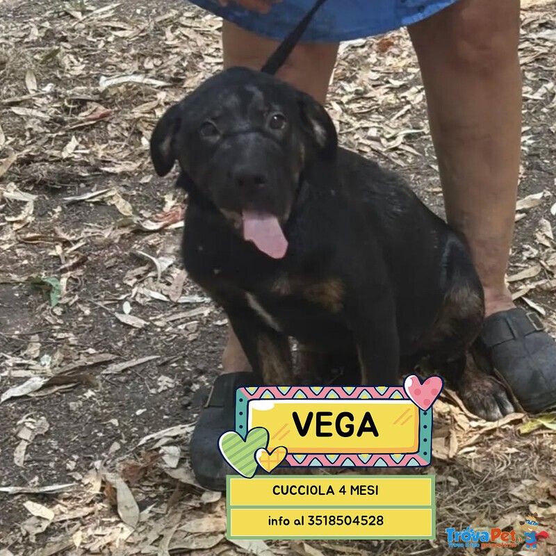 Vega Dolce Cucciola 4 mesi Cerca casa - mix Rottweiler cane Corso - Foto n. 1