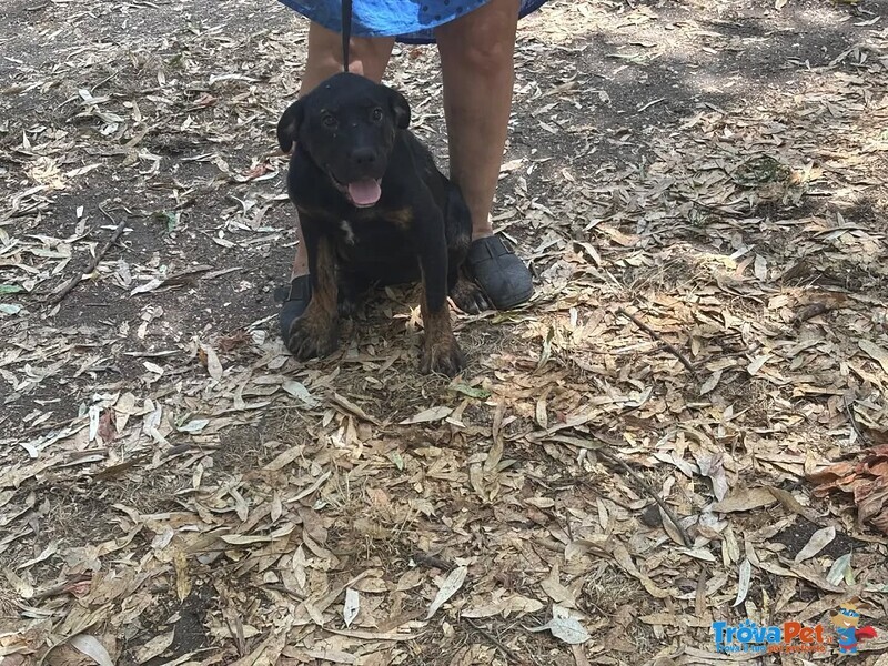 Vega Dolce Cucciola 4 mesi Cerca casa - mix Rottweiler cane Corso - Foto n. 2