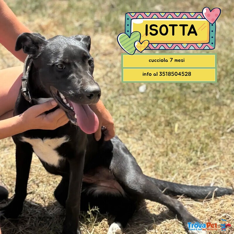 Isotta Dolce Cucciola 7 mesi Cerca casa - in Adozione - Foto n. 1