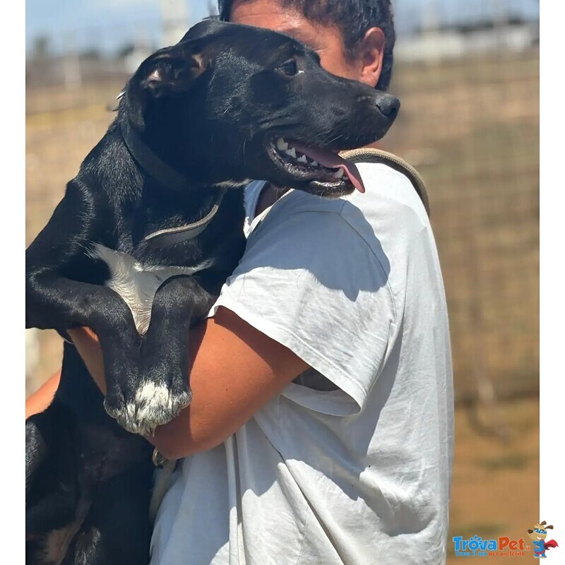 Isotta Dolce Cucciola 7 mesi Cerca casa - in Adozione - Foto n. 3