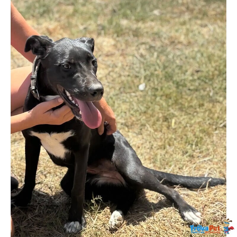 Isotta Dolce Cucciola 7 mesi Cerca casa - in Adozione - Foto n. 5