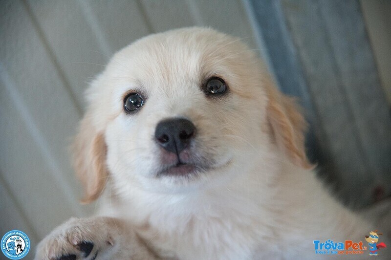 5 Sfumature di Miele: la Banda dei Cuccioli VI Aspetta… - Foto n. 1