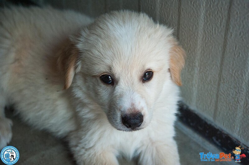 5 Sfumature di Miele: la Banda dei Cuccioli VI Aspetta… - Foto n. 2