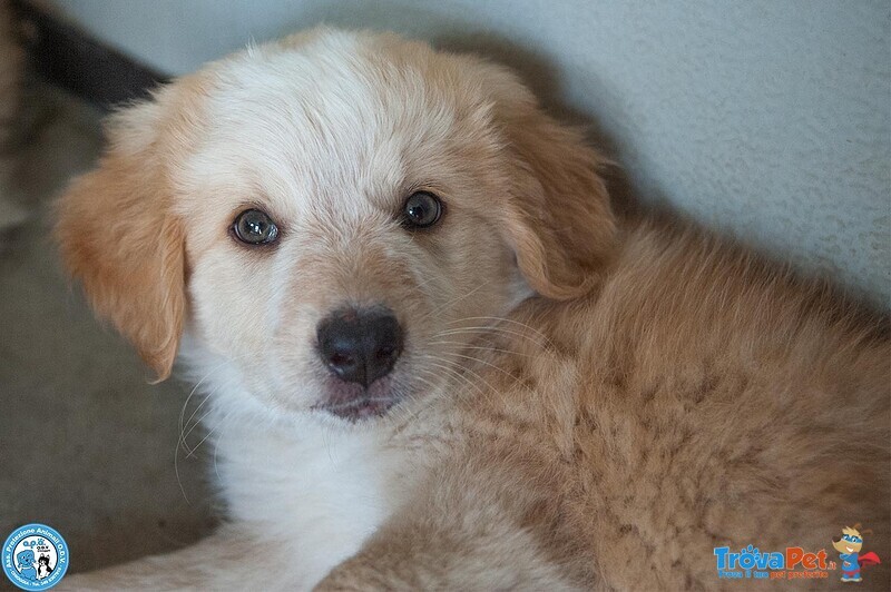 5 Sfumature di Miele: la Banda dei Cuccioli VI Aspetta… - Foto n. 4