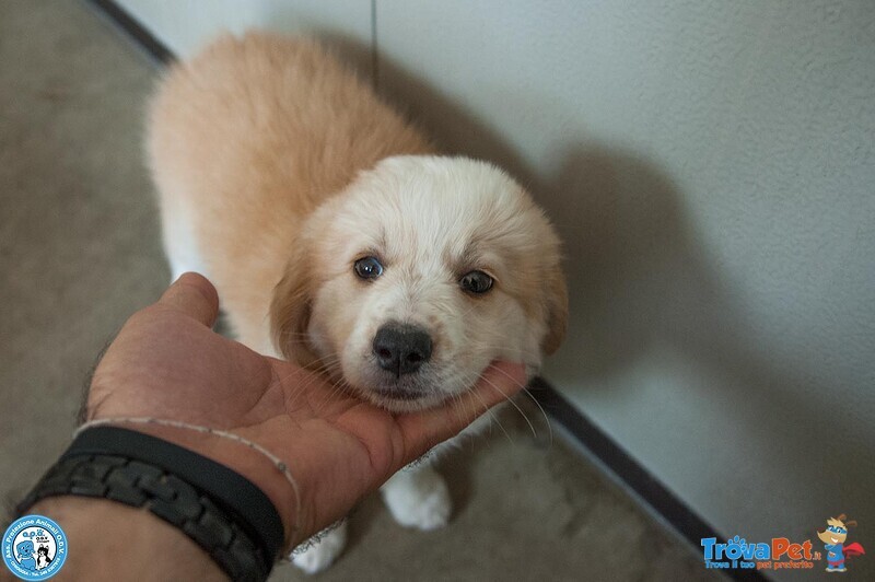 5 Sfumature di Miele: la Banda dei Cuccioli VI Aspetta… - Foto n. 5