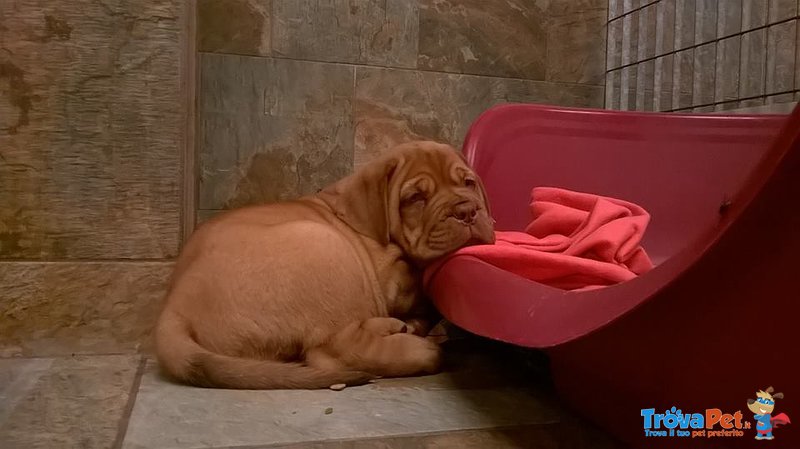 Cuccioli di Dogue de Bordeaux - Foto n. 1