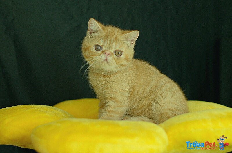 Cuccioli di Exotic Shorthair - Foto n. 1