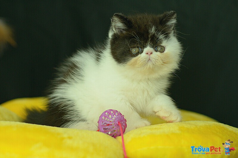 Cuccioli di Exotic Shorthair - Foto n. 2