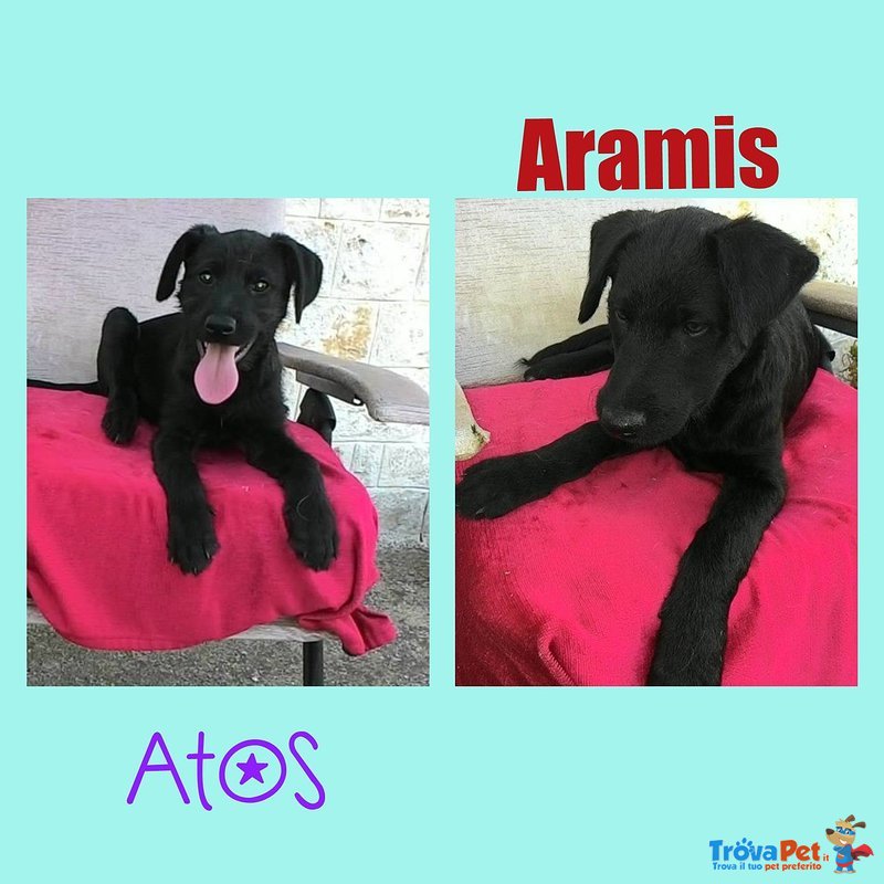 Athos e Aramis Cuccioli mix- Labrador di 3 Mesi - Foto n. 1