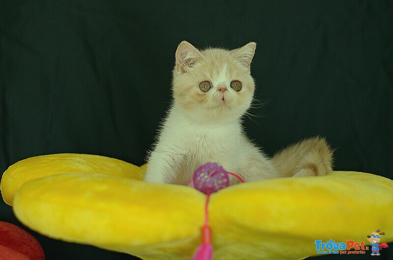Cuccioli di Exotic Shorthair - Foto n. 3