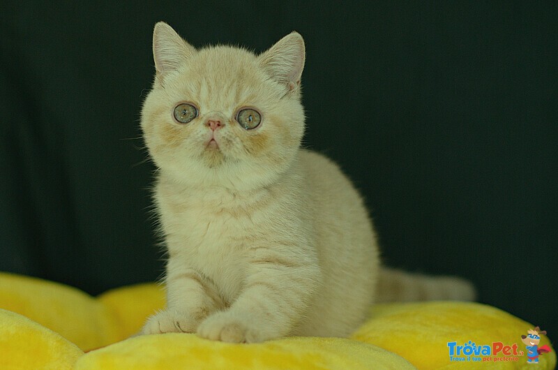 Cuccioli di Exotic Shorthair - Foto n. 4