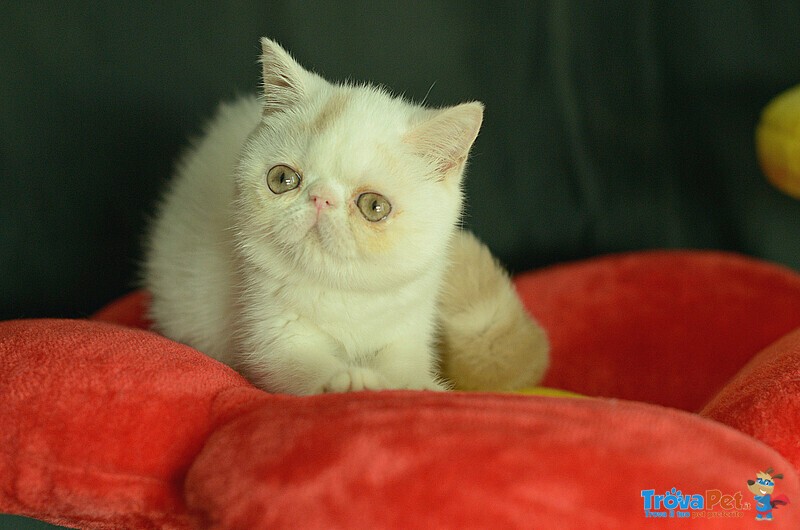 Cuccioli di Exotic Shorthair - Foto n. 5