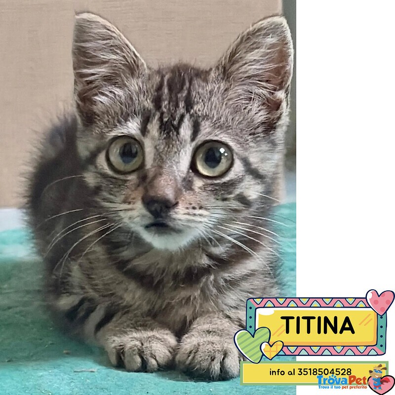 Titina Dolce Micina Cerca casa - in Adozione - Foto n. 1