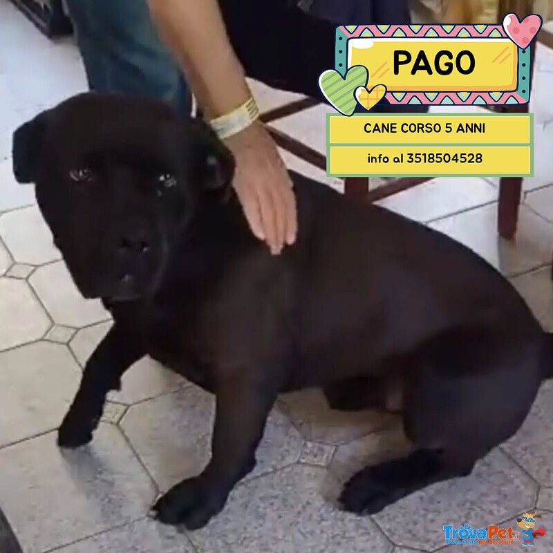 Pago cane Corso 5 anni Cerca casa - in Adozione - Foto n. 1