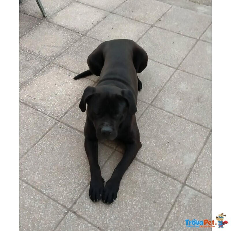 Pago cane Corso 5 anni Cerca casa - in Adozione - Foto n. 2